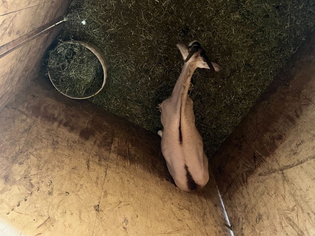 Gemsbok Yearling Heifer 0.1