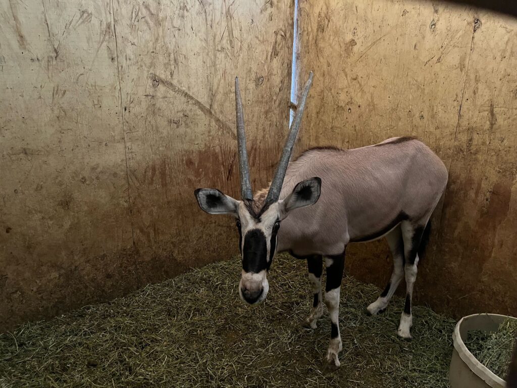 Gemsbok Yearling Heifer 0.1