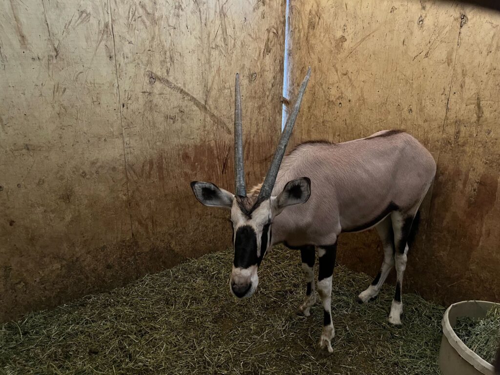 Gemsbok Yearling Heifer 0.1