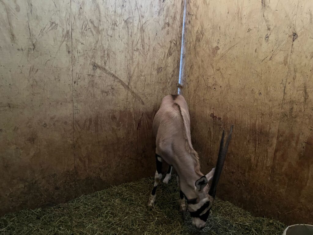 Gemsbok Yearling Heifer 0.1