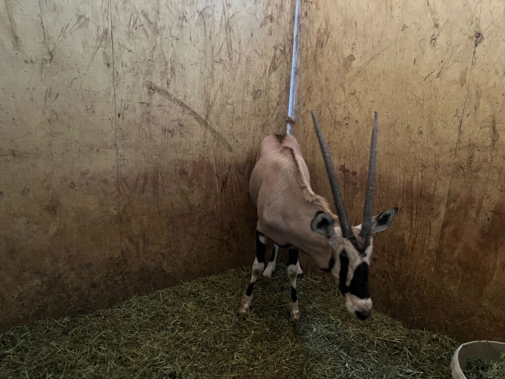 Gemsbok Yearling Heifer 0.1