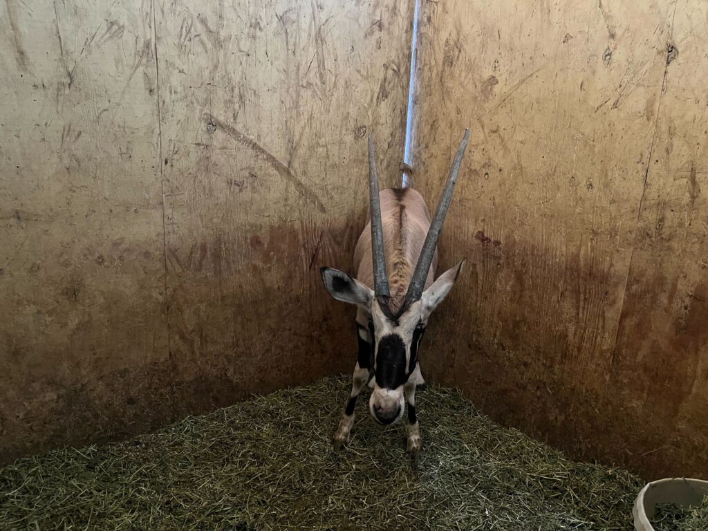 Gemsbok Yearling Heifer 0.1